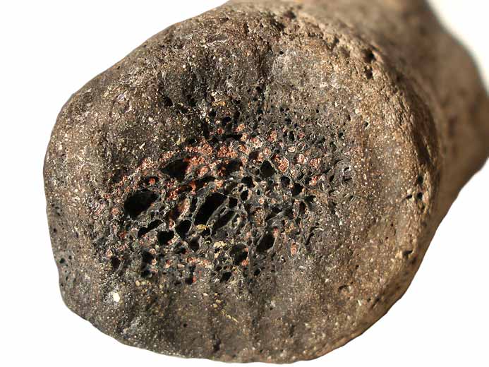 image os et moelle fossile jurassique Boulonnais